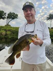 Peacocks on Peacocks 