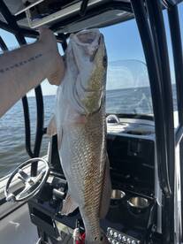 Redfish bite is hot