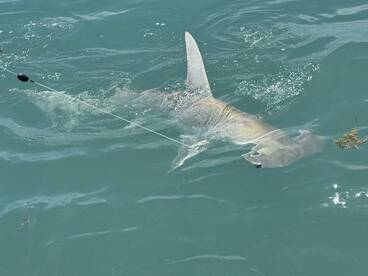 Islamorada Report Photo 2