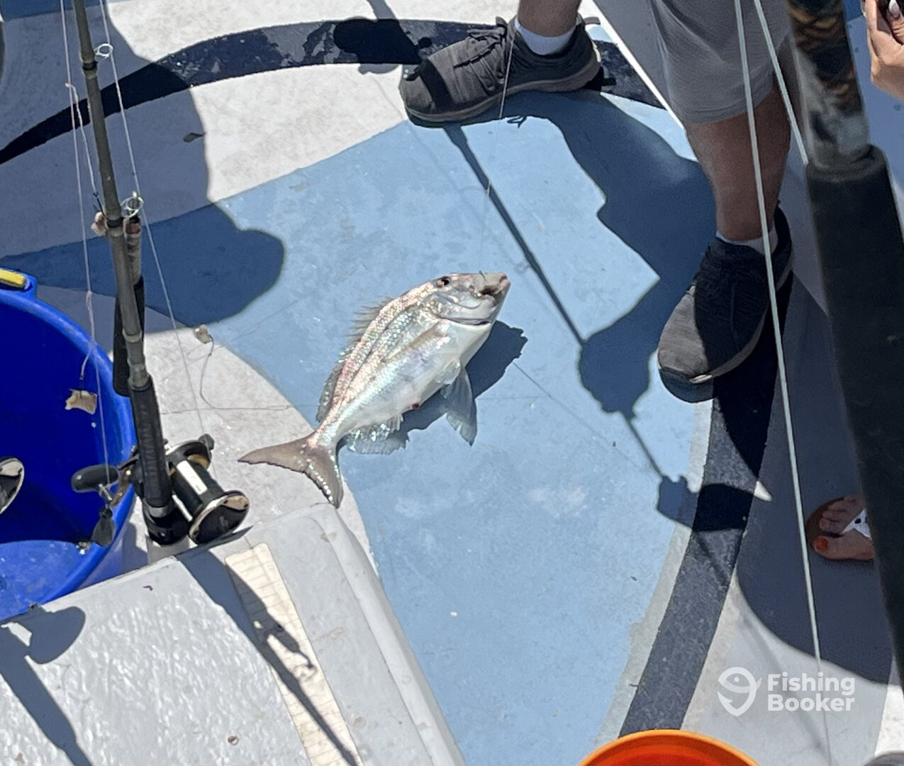 Orange Beach Report Photo 0
