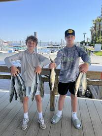 Spanish Mackerel have arrived!