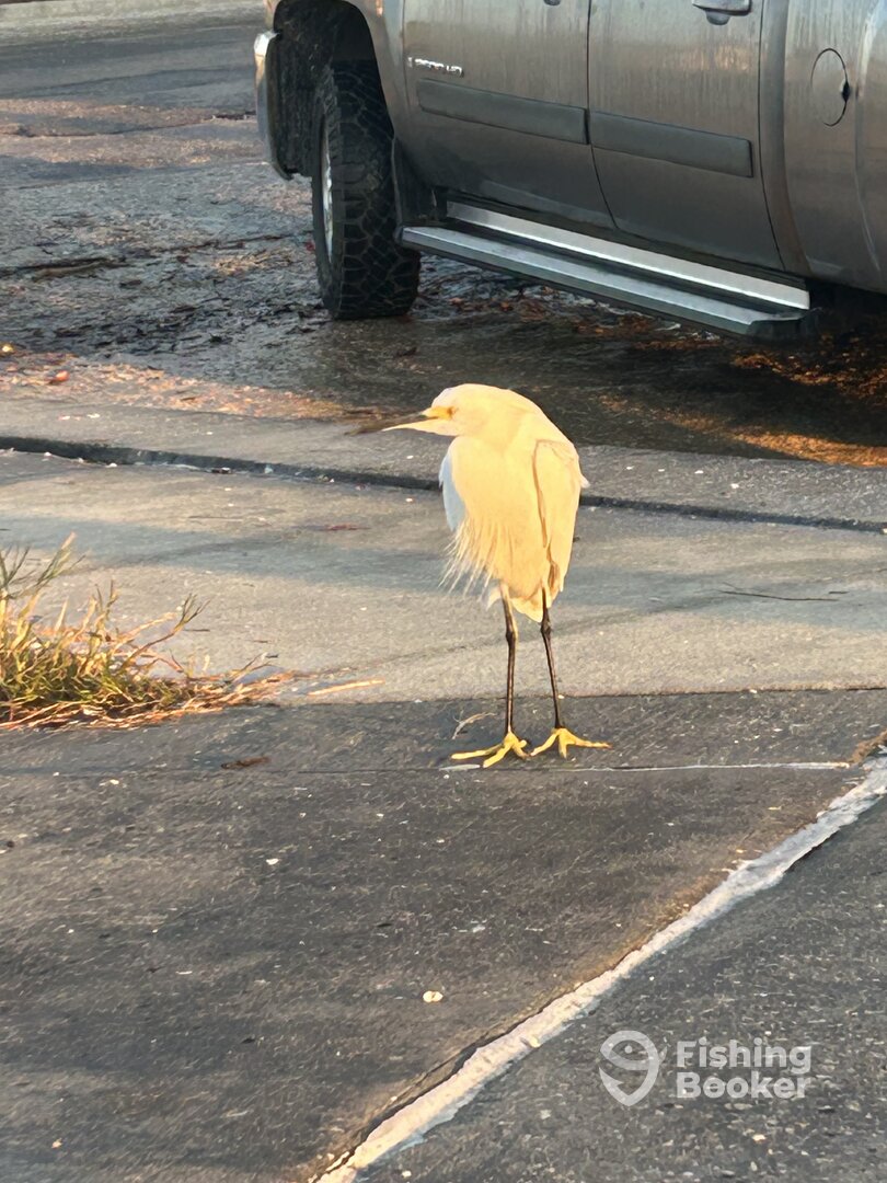 Punta Gorda Report Photo 0
