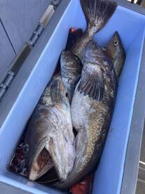 BIG LINGCOD ON THW BITE!