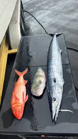 Snorkel fish combo 