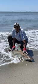 Blacktips are back!