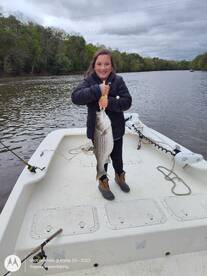Striper are here!!!
