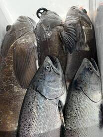 Cooler full of springs and lings.