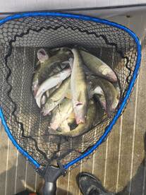 Wyandotte Report Photo 2