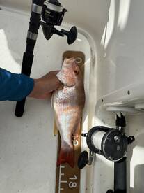 20 Lane Snappers, 15 Grunts, 2 Red Grupp