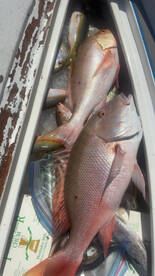 Big Pine Key Report Photo 1