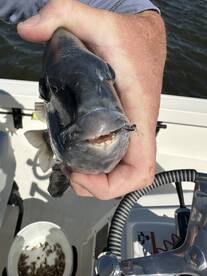 Jacksonville Report Photo 1