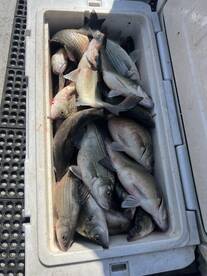 Chouteau Report Photo 2