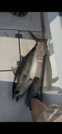 Key West Report Photo 1