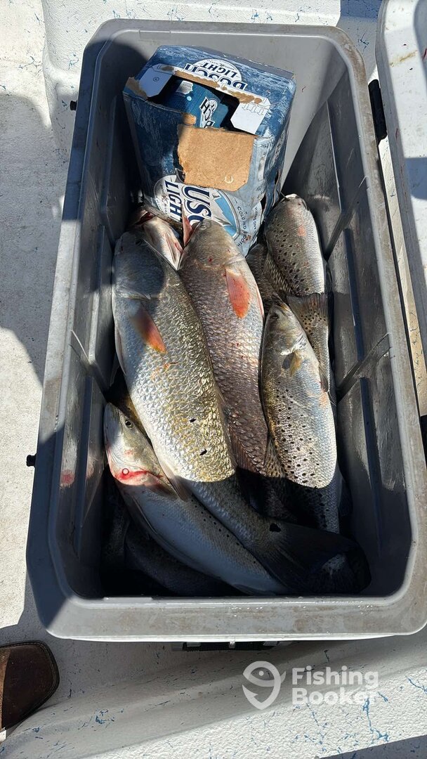 Ocean Springs Report Photo 0