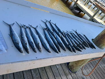 The spanish mackerel are jere