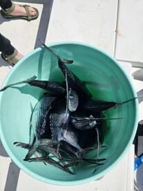 Surf City Report Photo 2