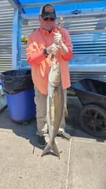 First cobia of the year