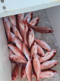 Amberjacks and Vermillion snappers