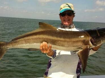 Tampa Bay Cobia