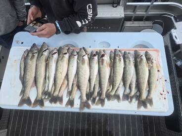 4/18 jigging walleye detroit river