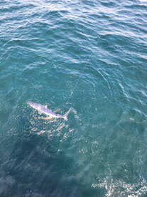 Destin Report Photo 2