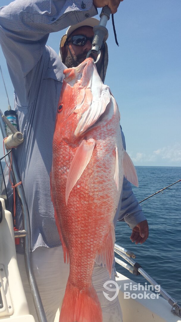 This endangered Red Snapper was pushing 25lbs. Was vented and Released no worse for the wear.