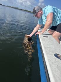 Goliath Grouper!