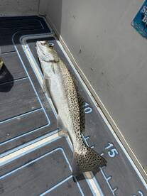 Trout fushing was good!