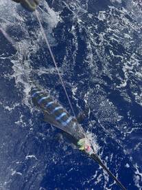Hawaii Report Photo 1