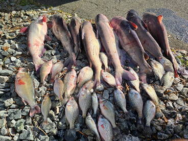 The Crappie and Catfish bite is hot