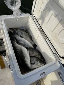 Spring patterns have arrived!