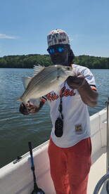 Big Shell Crackers, Hybrids and SpottedB