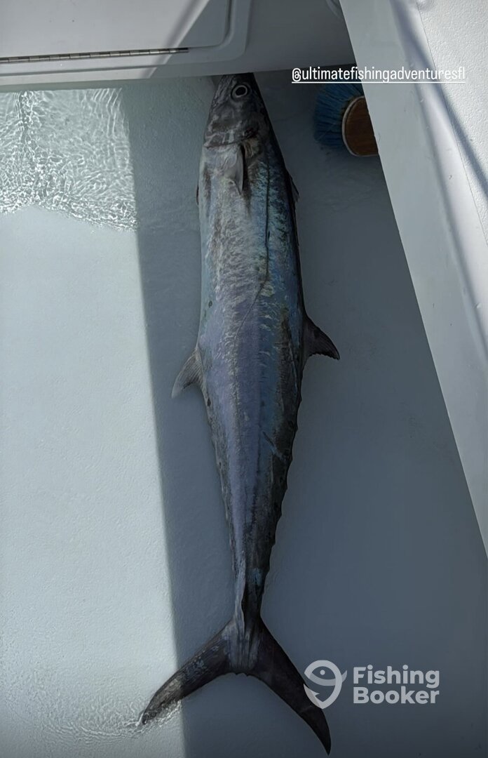 Sarasota Report Photo 0