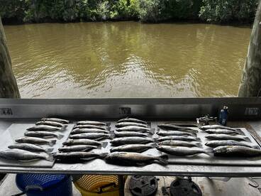 St. Bernard Report Photo 2