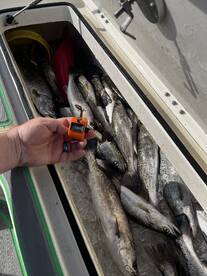 St. Bernard Report Photo 1