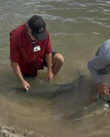 Doubled on on big alligator gar
