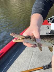 Garfish