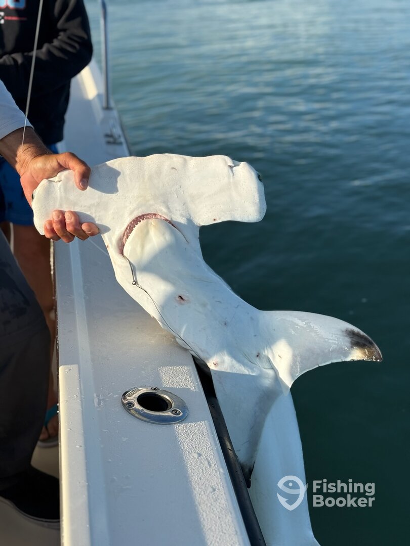 Marco Island Report Photo 0