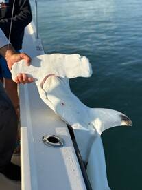 Sharks and trout bite is on!