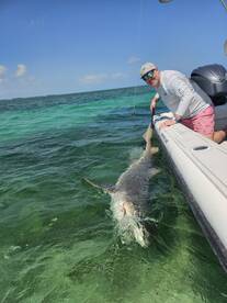 Sharks 100% guaranteed 