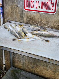 Whiting all day long