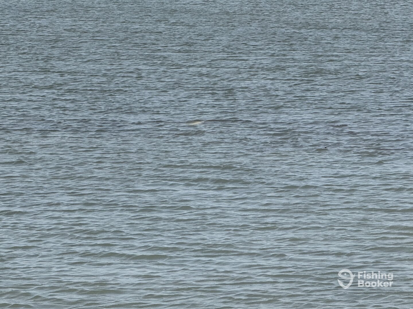 Corpus Christi Report Photo 0