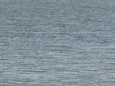 Redfish Sight-Casting Action Heating Up!