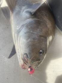 Wanchese Report Photo 1