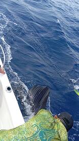 Herradura Report Photo 1