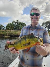 Steady Peacock action 