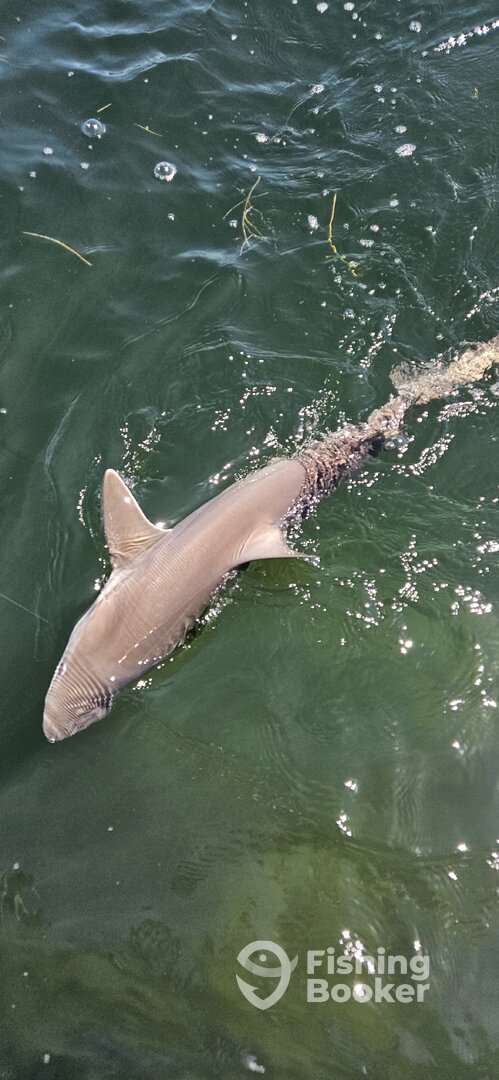 Sarasota Report Photo 0