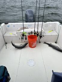 Highlands Report Photo 2