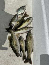 Lake Lanier SpottedBass 