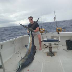 The beautiful sailfish 